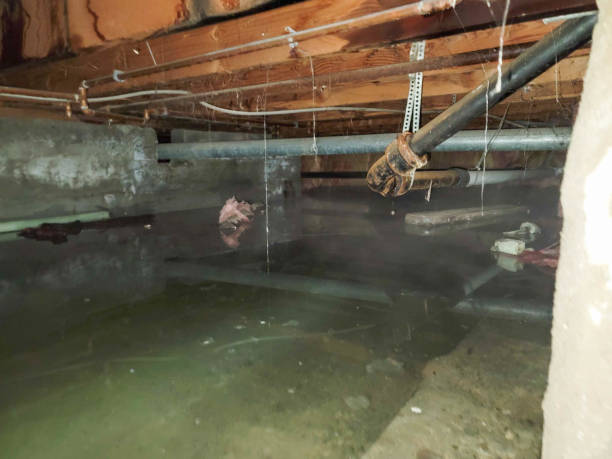 Trusted June Park, FL Water damage restoration Experts